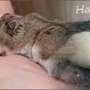 Hamsters mals barrés