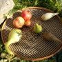 Grenades et courges à poudre