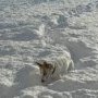 Chien dans la neige