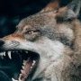 l'âme du loup déteste les brebis enfermées