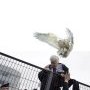 Hommage à ceux d'Air France Poème Harfang des neiges contre les loups