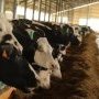 Ferme des milles vaches encore en vie
