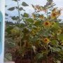 Fukushima Tournesol muté par contamination radioactive