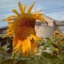 Fukushima Tournesol muté